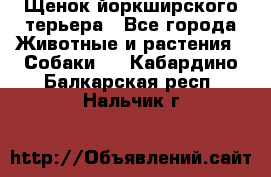 Щенок йоркширского терьера - Все города Животные и растения » Собаки   . Кабардино-Балкарская респ.,Нальчик г.